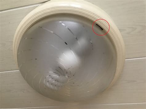 飞蛾征兆 浴室燈罩怎麼拆